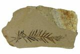 Dawn Redwood (Metasequoia) Fossil - Montana #165219-1
